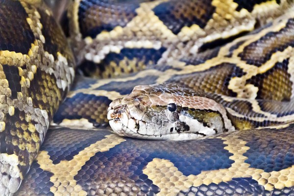 The 185 pound Burmese python caught in Naples could be the heaviest in Florida history