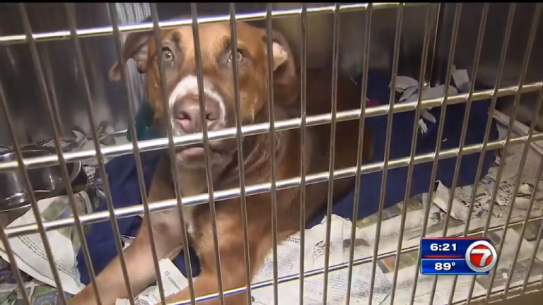 George Teixeira Blog: Miami Dade Shelters are overflowing with pets